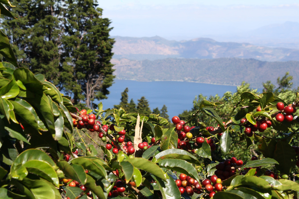 Volcanic soil and high altitude is a great combination for high quality coffee.
