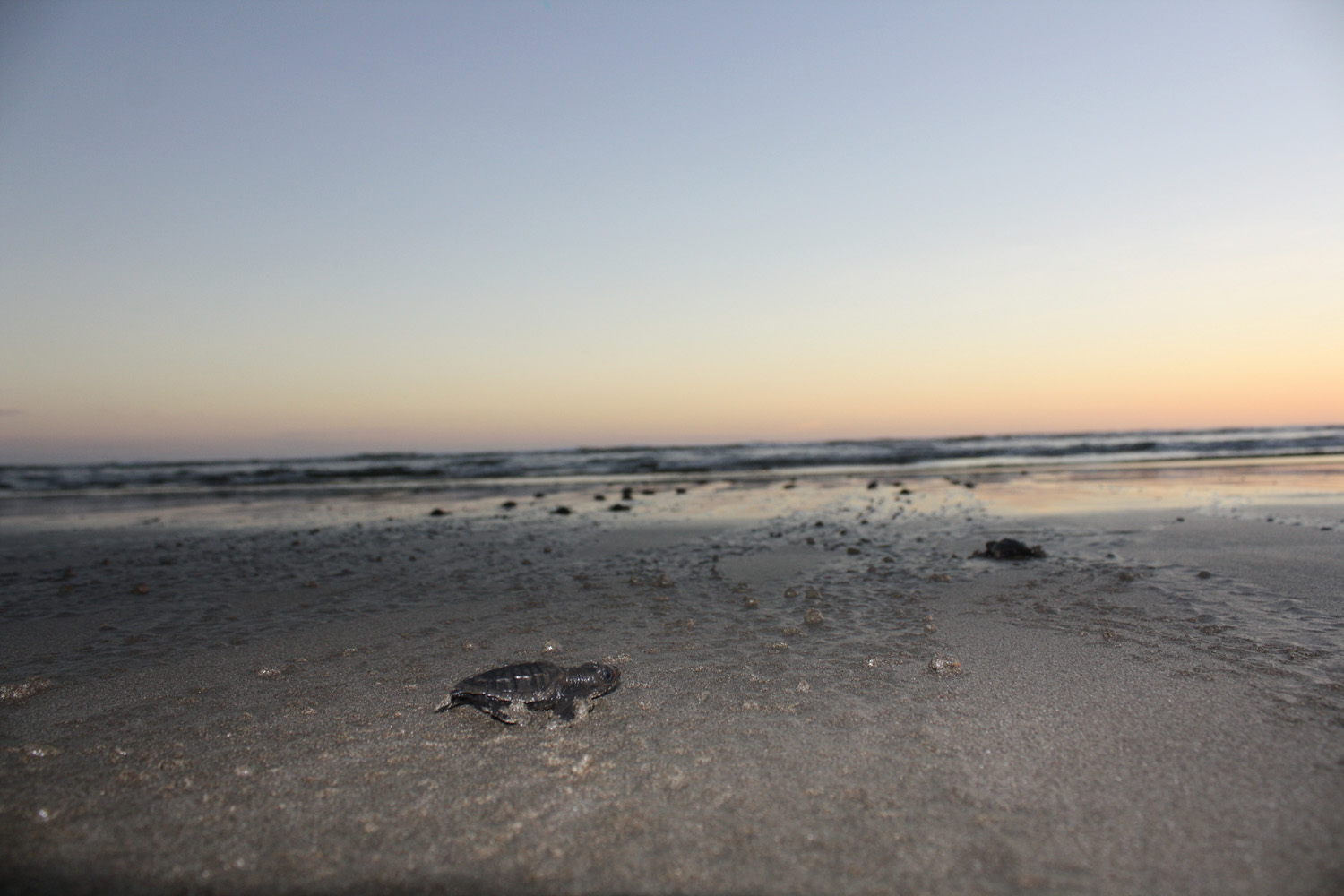 Day 5. Baby sea turtles heading towards the Pacific Ocean.