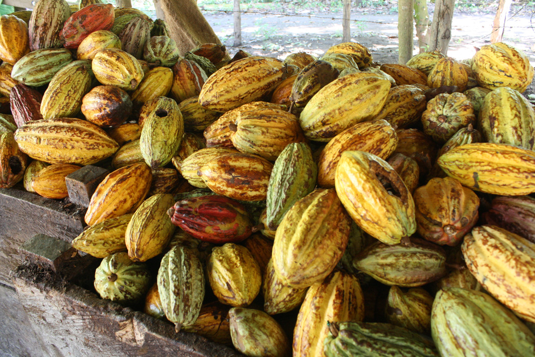 Cacao fruit of El Salvador, one of the highest quality in the world.