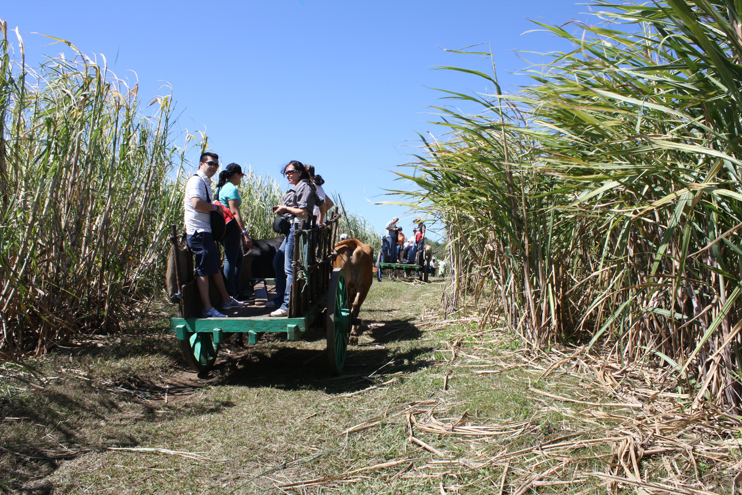 Oxen cart ride through sugar cane plantations.