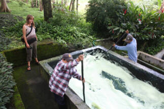 Day 10. Oxygenation process of Indigo at the Obraje. El salvador´s Indigo is the highest quality in the world.