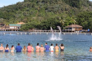 Dolphin encounter in Roatán.