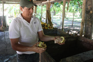 Day 2. Opening the cacao fruit to taste it.