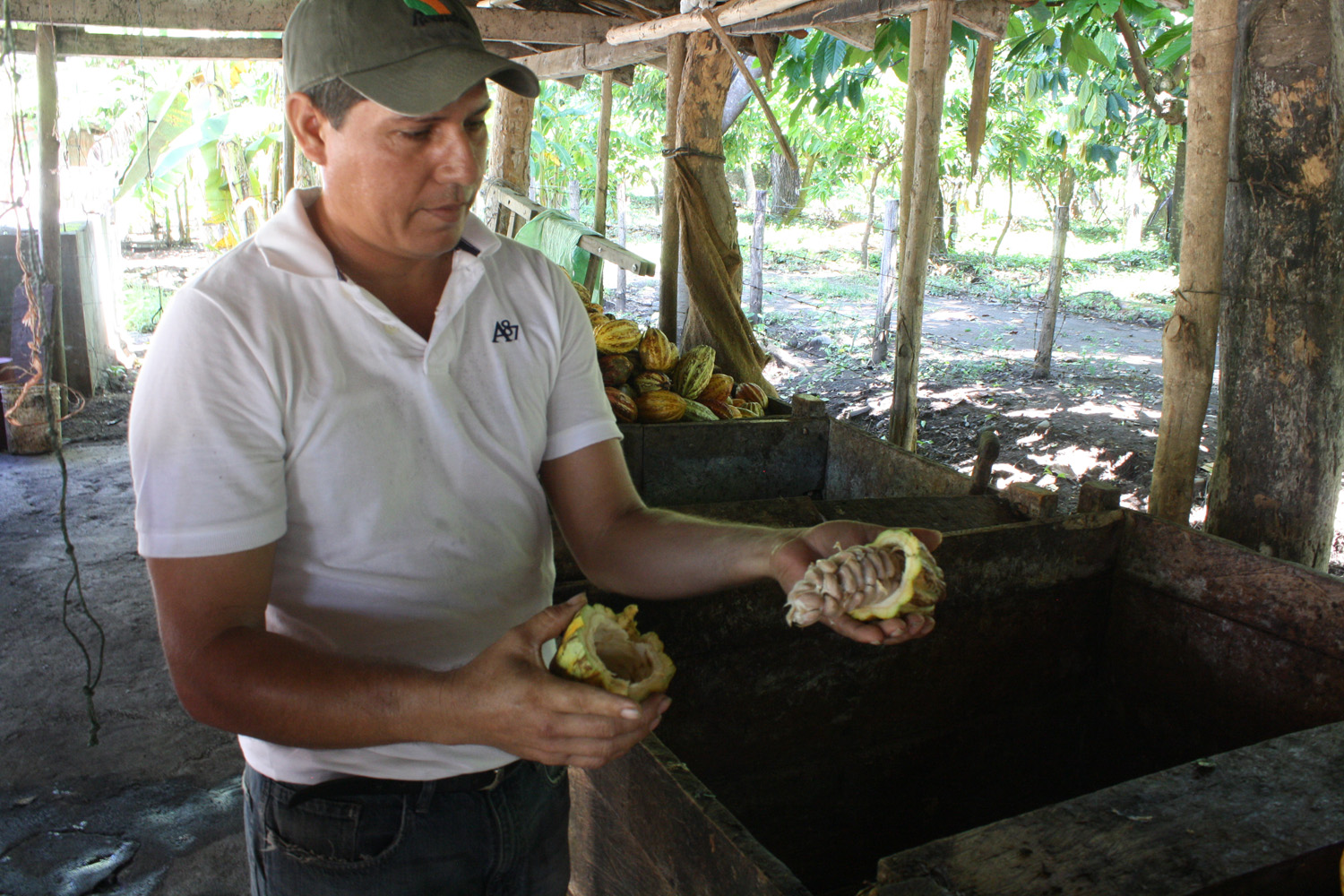 Day 2. Opening the cacao fruit to taste it.