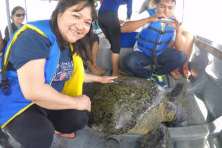 Day 3. Sea turtle during the evaluation process.