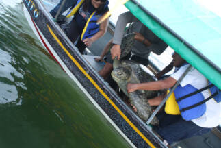 Day 3. Sea turtle being released after making important studies aimed at protecting the species.