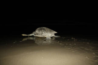 Day 3. Sea turtle returning to ocean after laying her eggs.