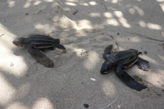 Day 4. Leatherback sea turtles 10 minutes after hatching.