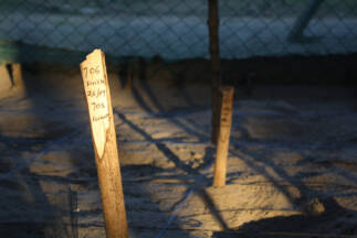 Day 4. At the sea turtle nursery, the 106th nest, green sea turtle, laid eggs on september 26th for a total of 105 eggs.