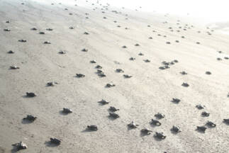 Day 4. Sea turtles towards the Pacific Ocean; only one in one thousand will make it to adult life.