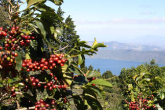 Day 7. Gourmet quality coffee as a combination of high altitude and volcanic soil.